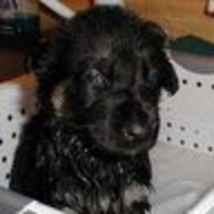 Meet your Posher, Aimee